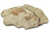 Dinosaur (Triceratops) Frill Shield Section - Montana #347968-1